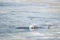 Trumpeter Swans on Frozen Lake