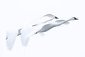 Trumpeter Swans in full flight Royalty Free Stock Photo