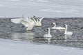 Trumpeter Swans