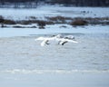 Trumpeter Swans landing