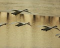 Trumpeter Swans landing Royalty Free Stock Photo