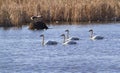 Trumpeter swan flock Royalty Free Stock Photo