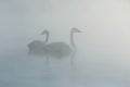 Trumpeter Swans