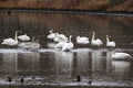 Trumpeter Swans in Shallow Water Royalty Free Stock Photo