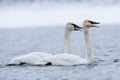 Trumpeter swans sounding off Royalty Free Stock Photo