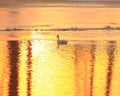 Trumpeter Swans at Sunset Royalty Free Stock Photo