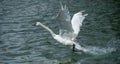 Trumpeter Swans taking flight from Boyles Hill Pond on W. Boyles Hill Road Royalty Free Stock Photo