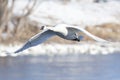 Trumpeter Swans with wings extended