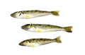 Trumpeter Winter Whiting