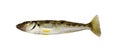 Trumpeter Winter Whiting