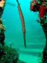 TrumpetFish Royalty Free Stock Photo