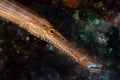 Trumpetfish Royalty Free Stock Photo