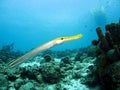 Trumpetfish Royalty Free Stock Photo