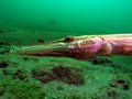 Trumpetfish Royalty Free Stock Photo