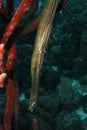 Trumpetfish (Aulostomus maculatus)