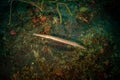 Trumpetfish: Aulostomus maculatus on the reef , St Martin, Dutch Caribbean