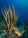 Trumpetfish: Aulostomus maculatus on the reef , St Martin, Dutch Caribbean Royalty Free Stock Photo