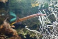 Trumpetfish Aulostomus maculatus Royalty Free Stock Photo