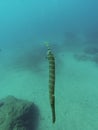 A trumpetfish Aulostomus strigosus, swimming upright in Atlantic ocean waters Royalty Free Stock Photo