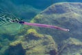 Trumpetfish is crystal clear water view from above