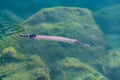 Trumpetfish is crystal clear water view from above