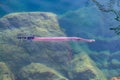 Trumpetfish is crystal clear water view from above