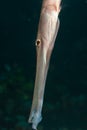 Trumpetfish profile Royalty Free Stock Photo