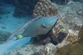 Trumpetfish shadowing a Stoplight Parrotfish - Bonaire Royalty Free Stock Photo