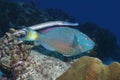 Trumpetfish shadowing a Stoplight Parrotfish - Bonaire