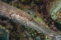 Trumpetfish, tubular-elongated, Aulostomus,Aulostomidae,closeup