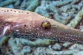 Trumpetfish, tubular-elongated, Aulostomus,Aulostomidae,closeup Royalty Free Stock Photo