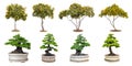 Trumpetflower trees and bonsai trees isolated on white backgroun Royalty Free Stock Photo