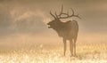 Trumpeting Bull Elk in Fog Royalty Free Stock Photo