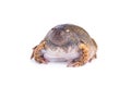 Truncate Snouted Spadefoot Frog on white background Royalty Free Stock Photo