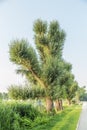 Truncated old willow trees with strong sprouting fresh green