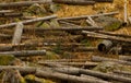 Truncated trunks in forest. Many felled trees. Royalty Free Stock Photo