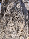 Trunk Adansonia digitata, family Bombacaceae in rocky wadi Hinna desert. Oman Royalty Free Stock Photo