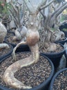 The trunk of the adenium tree is shaped like a cobra