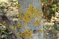 The trunk of the affected tree garden yellow green lichen. Disea