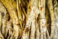 Trunk and air roots of a Banyan Tree carved with names Royalty Free Stock Photo