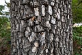 Trunk of american persimmon tree or diospyros virginiana. Old tree bark texture Royalty Free Stock Photo