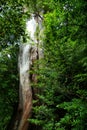 Trunk of an ancient tree in primeval forest of Yakushima, Japan