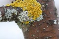 The trunk of an Apple tree with beautiful lichen