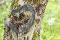 The trunk of apple trees with cut branches Royalty Free Stock Photo