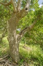 Trunk Of Avocado Tree