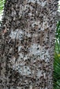 Trunk and bark dragon tree with spikes Royalty Free Stock Photo