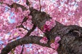 Trunk and bark of Japanese sakura tree with blooming flowers. Close up view of Sakura blossom. Lots of tender pink petals of Royalty Free Stock Photo