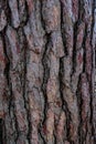 Trunk bark texture. Pine tree brown wood surface