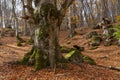 Trunk of a beautiful old mossy beech tree in autumn forest. Royalty Free Stock Photo