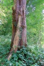 Trunk of a beech tree covered in Ivy in Trosley country park Royalty Free Stock Photo